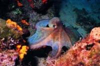 Marine wildlife