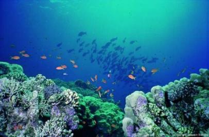 Undersea beauty